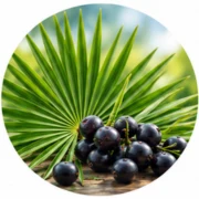 Saw Palmetto
